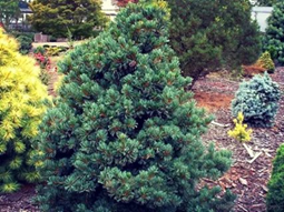      Pinus parviflora Nigishi